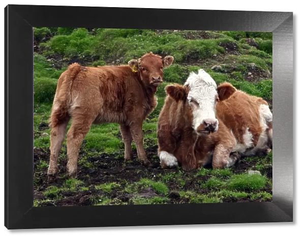 Cattle, Skye, Scotland