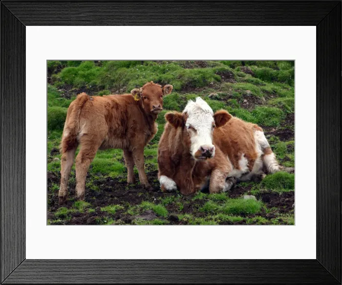 Framed Print : Cattle, Skye, Scotland Framed Print : Cattle, Skye, Scotland