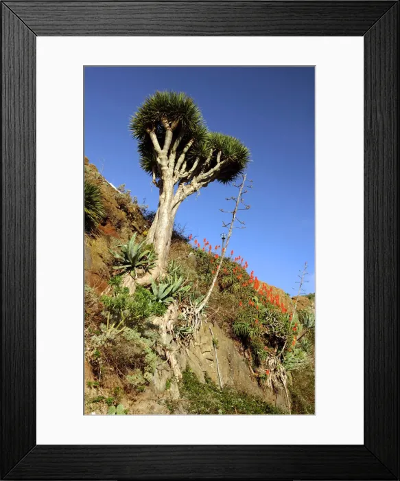 Framed Print : Dragon Tree, Anaga Mountains, Tenerife, 2007 Framed Print : Dragon Tree, Anaga Mountains, Tenerife, 2007