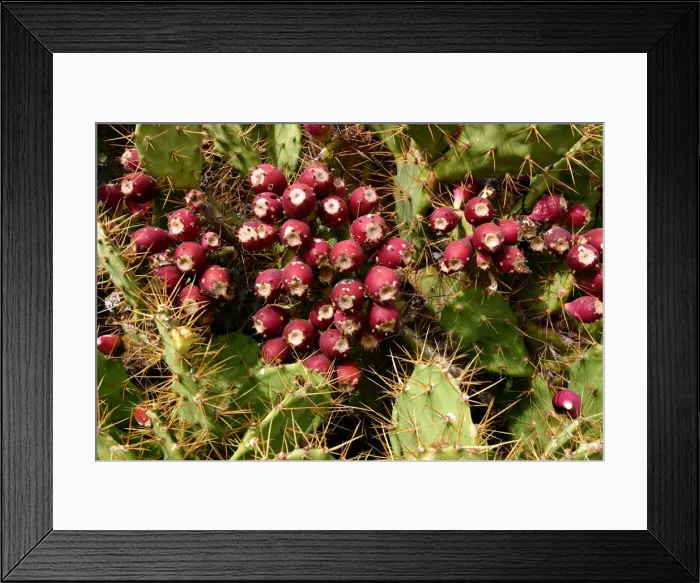 Framed Print : Prickly Pear Cactus, Tenerife, Canary Islands, 2007 Framed Print : Prickly Pear Cactus, Tenerife, Canary Islands, 2007