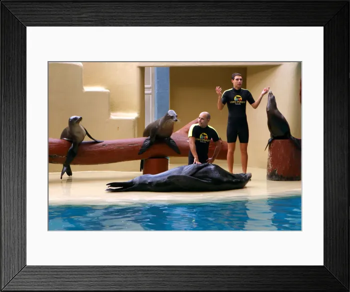 Framed Print : Sea lion show, Loro Parque, Tenerife, Canary Islands, 2007 Framed Print : Sea lion show, Loro Parque, Tenerife, Canary Islands, 2007