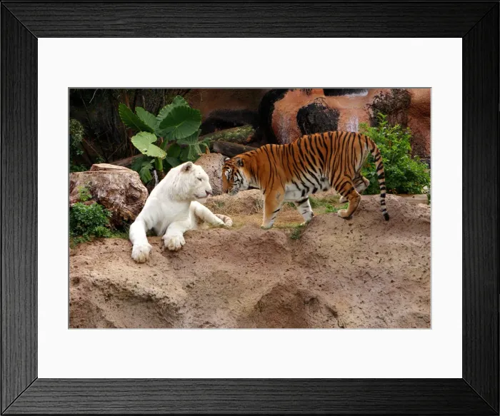Framed Print : Tigers, Loro Parque, Tenerife, Canary Islands, 2007 Framed Print : Tigers, Loro Parque, Tenerife, Canary Islands, 2007