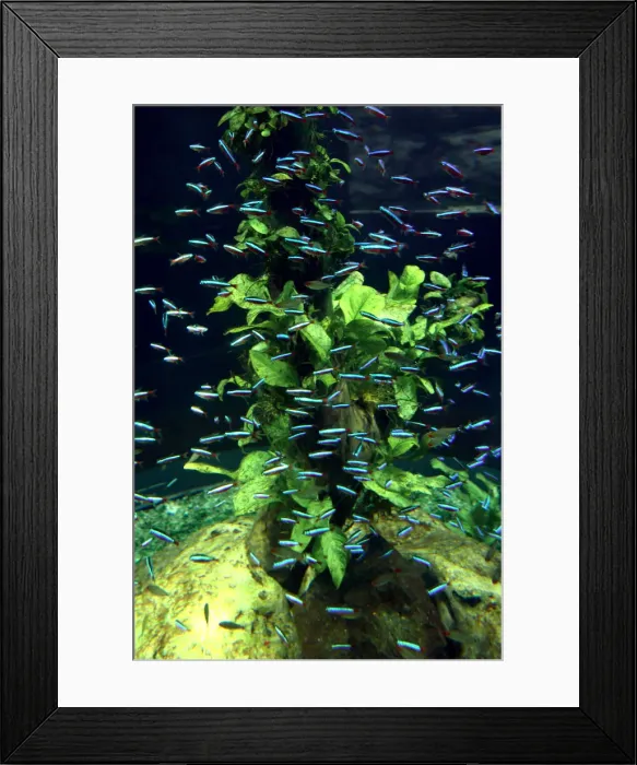 Framed Print : Aquarium, Loro Parque, Tenerife, Canary Islands, 2007 Framed Print : Aquarium, Loro Parque, Tenerife, Canary Islands, 2007