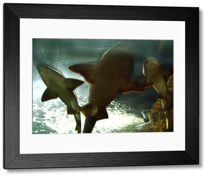 Framed Print : Basking sharks in the aquarium, Loro Parque, Tenerife, Canary Islands, 2007 Framed Print : Basking sharks in the aquarium, Loro Parque, Tenerife, Canary Islands, 2007
