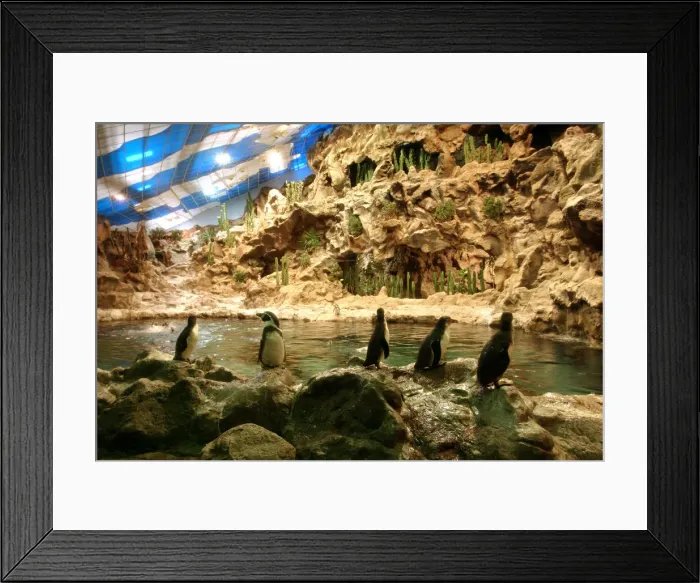 Framed Print : Penguins, Loro Parque, Tenerife, Canary Islands, 2007 Framed Print : Penguins, Loro Parque, Tenerife, Canary Islands, 2007