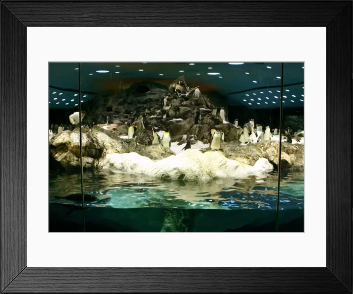 Framed Print : Penguins, Loro Parque, Tenerife, Canary Islands, 2007 Framed Print : Penguins, Loro Parque, Tenerife, Canary Islands, 2007