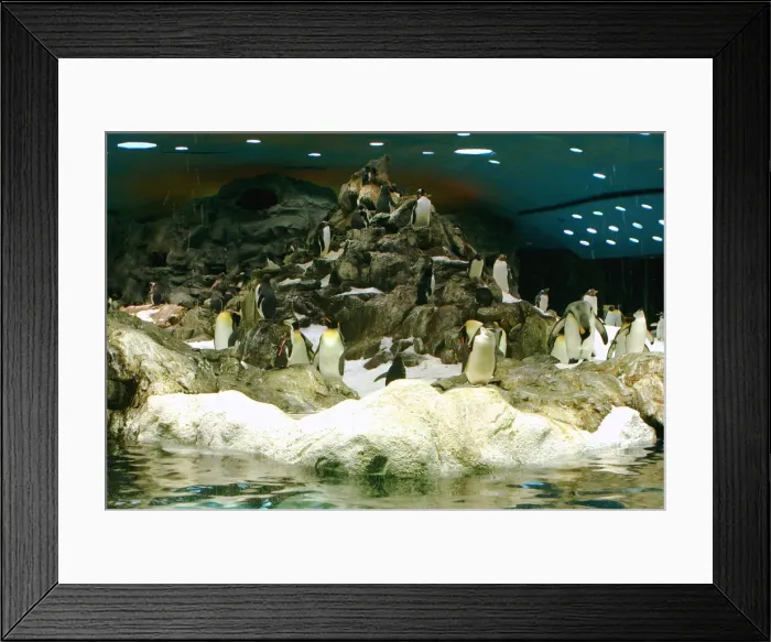 Framed Print : Penguins, Loro Parque, Tenerife, Canary Islands, 2007 Framed Print : Penguins, Loro Parque, Tenerife, Canary Islands, 2007