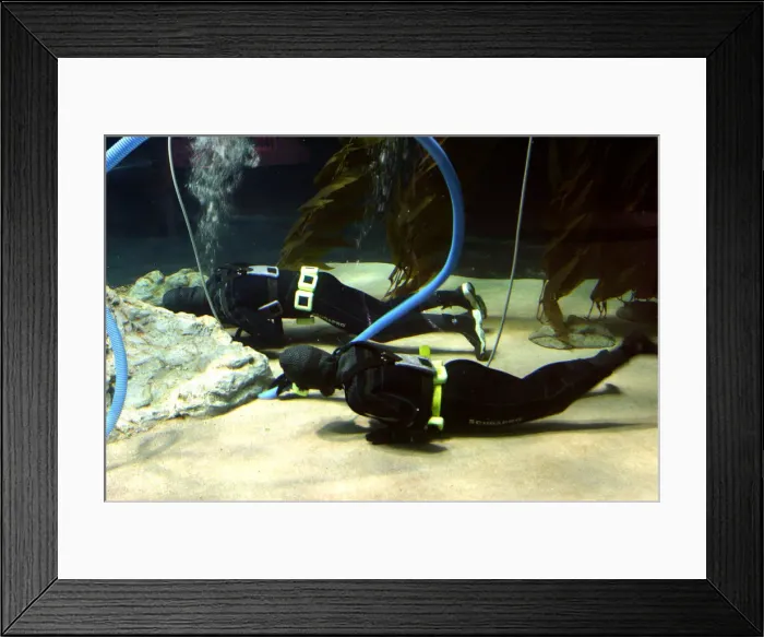 Framed Print : Aquarium cleaners, Loro Parque, Tenerife, Canary Islands, 2007 Framed Print : Aquarium cleaners, Loro Parque, Tenerife, Canary Islands, 2007