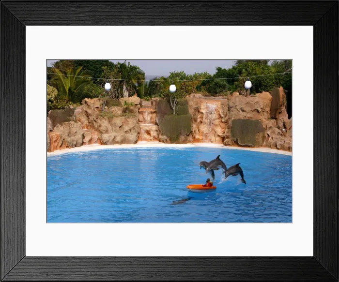 Framed Print : Dolphin show, Loro Parque, Tenerife, Canary Islands, 2007 Framed Print : Dolphin show, Loro Parque, Tenerife, Canary Islands, 2007