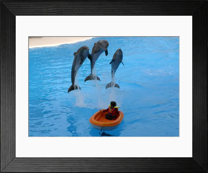Framed Print : Dolphin show, Loro Parque, Tenerife, Canary Islands, 2007 Framed Print : Dolphin show, Loro Parque, Tenerife, Canary Islands, 2007