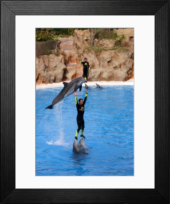 Framed Print : Dolphin show, Loro Parque, Tenerife, Canary Islands, 2007 Framed Print : Dolphin show, Loro Parque, Tenerife, Canary Islands, 2007