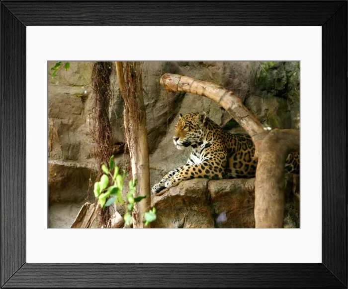 Framed Print : Jaguar, Loro Parque, Tenerife, Canary Islands, 2007 Framed Print : Jaguar, Loro Parque, Tenerife, Canary Islands, 2007