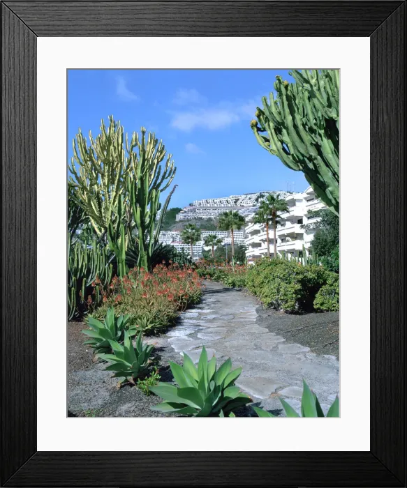 Framed Print : Cactus garden, Puerto Rico, Gran Canaria, Canary Islands Framed Print : Cactus garden, Puerto Rico, Gran Canaria, Canary Islands