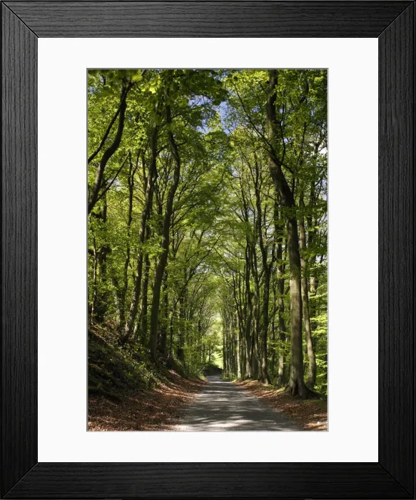 Framed Print : Tree-lined road, Castleton, Derbyshire Framed Print : Tree-lined road, Castleton, Derbyshire