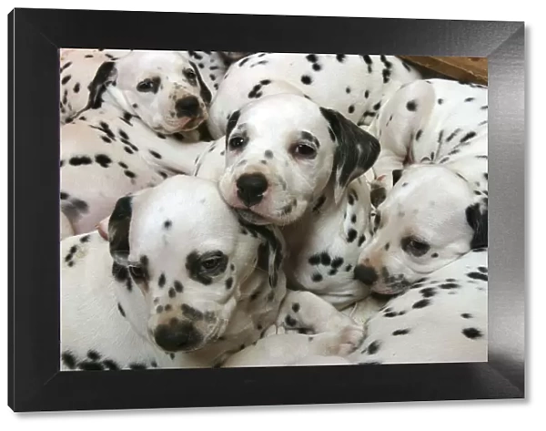 Dalmatian puppies