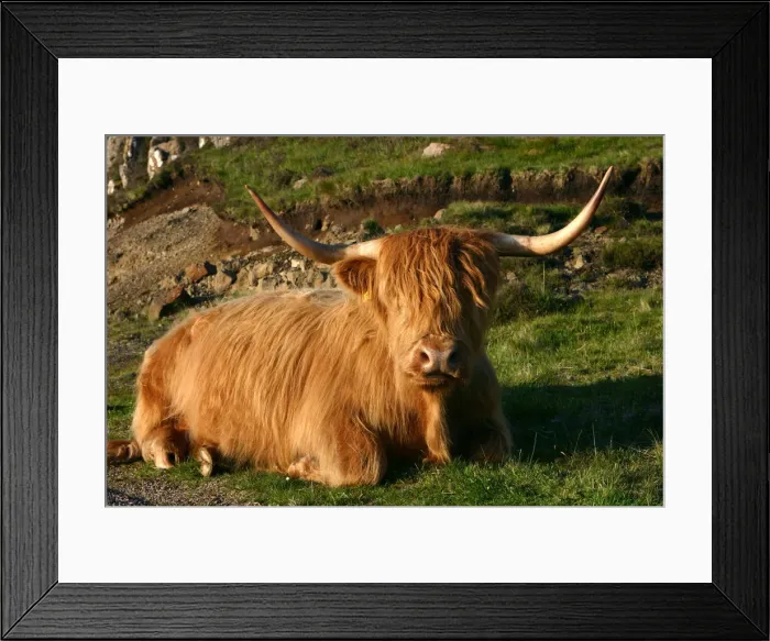 Framed Print : Highland cattle, Scotland Framed Print : Highland cattle, Scotland