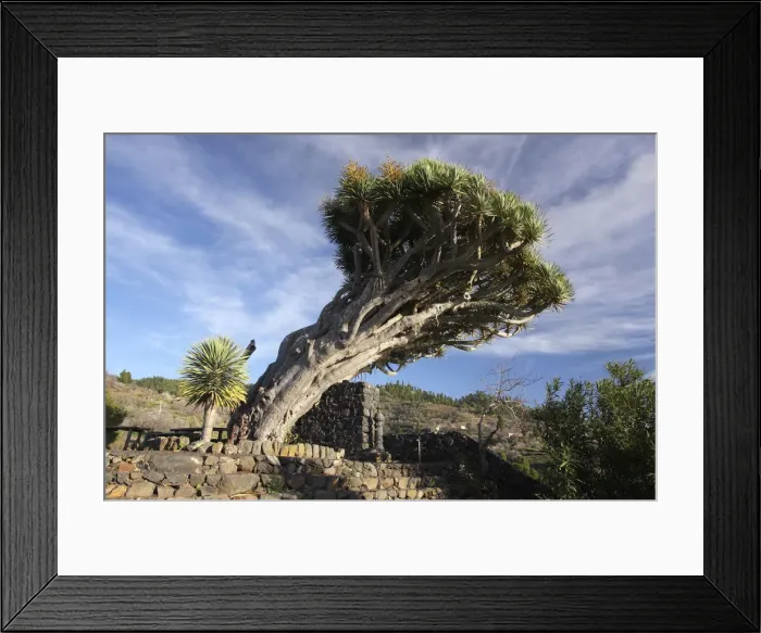Framed Print : Dragon tree, La Palma, Canary Islands, Spain, 2009 Framed Print : Dragon tree, La Palma, Canary Islands, Spain, 2009