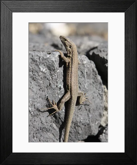 Framed Print : Lizard, La Palma, Canary Islands, Spain, 2009 Framed Print : Lizard, La Palma, Canary Islands, Spain, 2009
