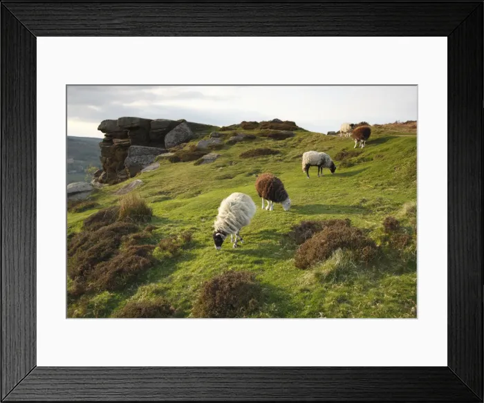 Framed Print : Sheep grazing, Curbar Edge, Derbyshire, 2009 Framed Print : Sheep grazing, Curbar Edge, Derbyshire, 2009