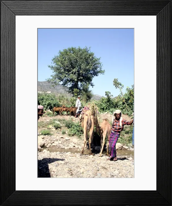 Framed Print : Camels drinking at Wadi Dhabab, Yemen Framed Print : Camels drinking at Wadi Dhabab, Yemen