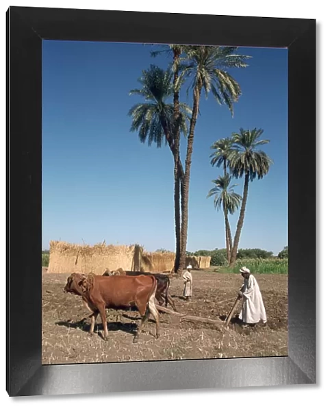 Farmer with an ox-drawn plough, Dendera, Egypt