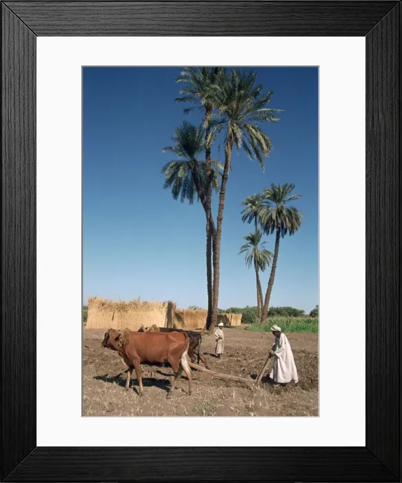 Framed Print : Farmer with an ox-drawn plough, Dendera, Egypt Framed Print : Farmer with an ox-drawn plough, Dendera, Egypt