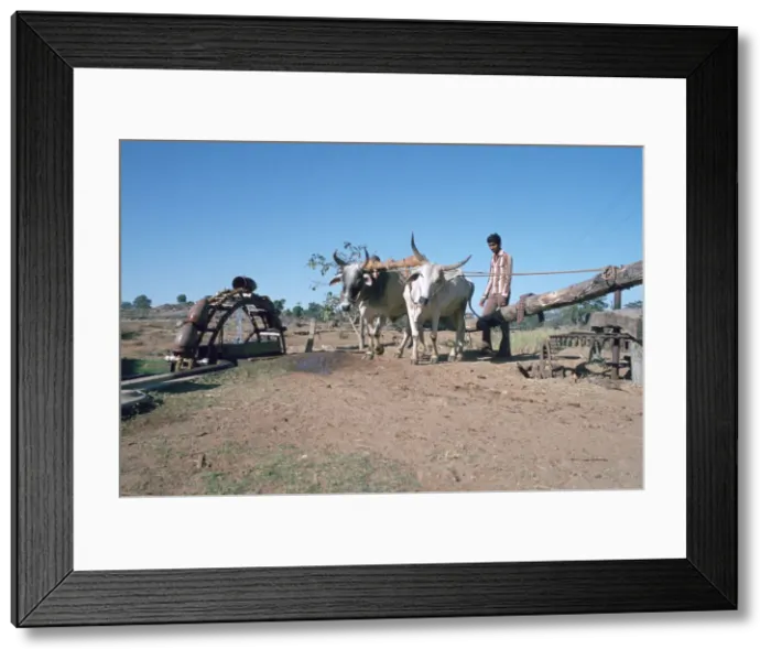 Framed Print : Persian water wheel, Rajasthan, India Framed Print : Persian water wheel, Rajasthan, India