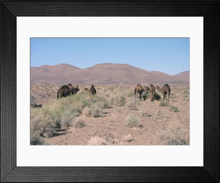 Framed Print : Camels, Trans Atlas road, Morocco Framed Print : Camels, Trans Atlas road, Morocco