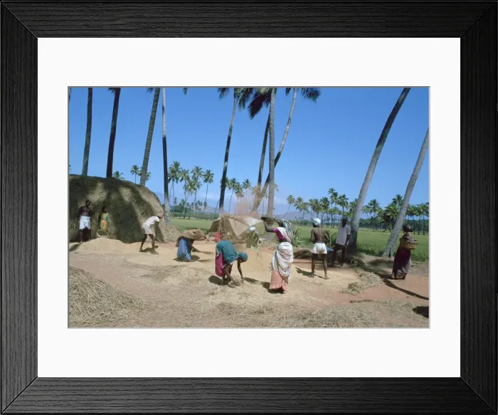 Framed Print : Threshing rice, near Madurai, Tamil Nadu, India Framed Print : Threshing rice, near Madurai, Tamil Nadu, India