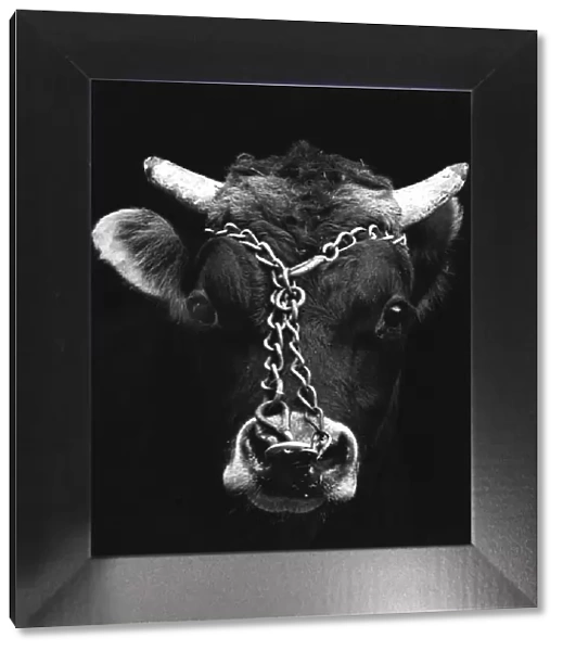 Chained bull