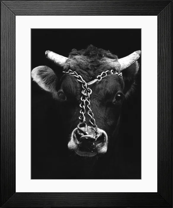 Framed Print : Chained bull Framed Print : Chained bull
