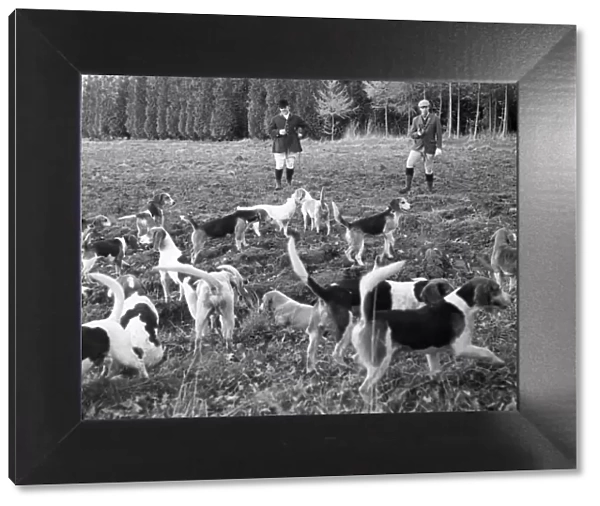 Hunting with beagles, c1960s
