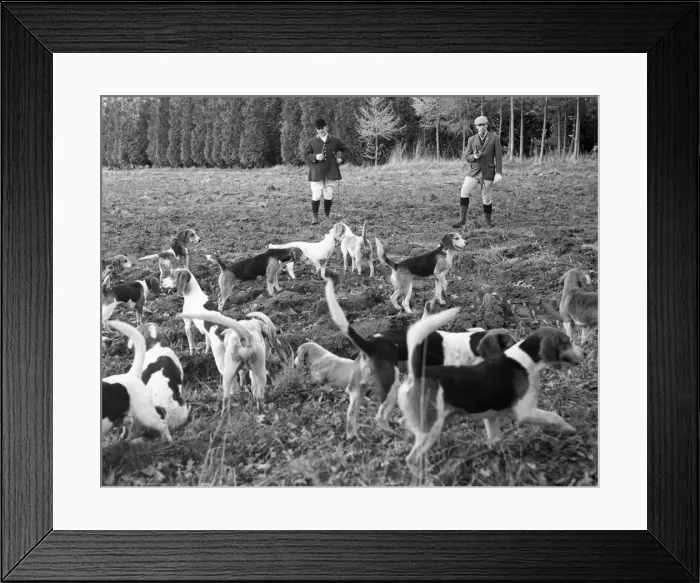 Framed Print : Hunting with beagles, c1960s