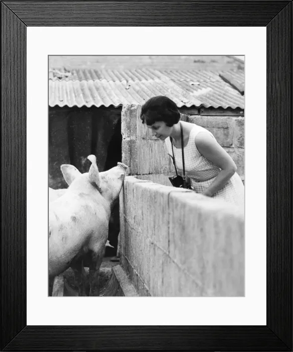 Framed Print : Woman and pig, 1960s Framed Print : Woman and pig, 1960s