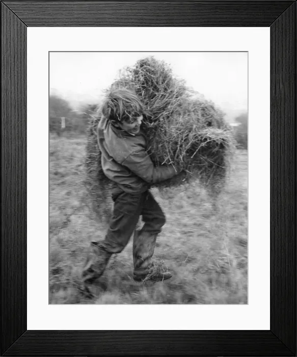 Framed Print : Boy carrying hay, c1960s Framed Print : Boy carrying hay, c1960s