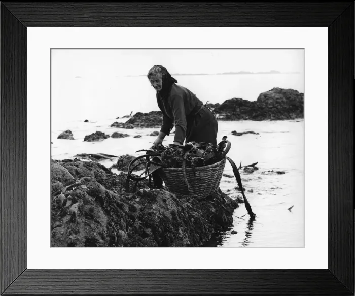 Framed Print : Gathering seaweed, Portugal, c1960s Framed Print : Gathering seaweed, Portugal, c1960s