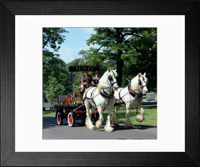 Framed Print : Tetley shire horses, Roundhay Park, Leeds, West Yorkshire, 1968. Artist: Michael Walters Framed Print : Tetley shire horses, Roundhay Park, Leeds, West Yorkshire, 1968. Artist: Michael Walters