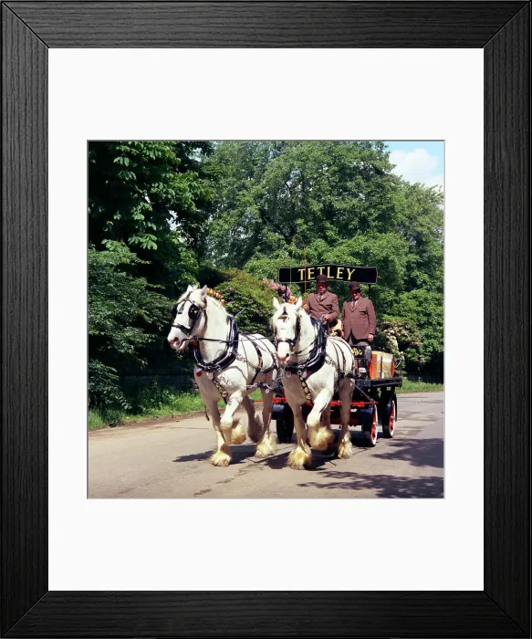 Framed Print : Tetley shire horses, Roundhay Park, Leeds, West Yorkshire, 1968. Artist: Michael Walters Framed Print : Tetley shire horses, Roundhay Park, Leeds, West Yorkshire, 1968. Artist: Michael Walters