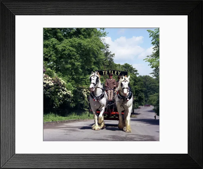 Framed Print : Tetley shire horses, Roundhay Park, Leeds, West Yorkshire, 1968. Artist: Michael Walters Framed Print : Tetley shire horses, Roundhay Park, Leeds, West Yorkshire, 1968. Artist: Michael Walters