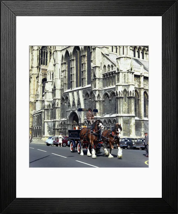 Framed Print : Tetley shire horses outside York Minster, North Yorkshire, 1969. Artist: Michael Walters Framed Print : Tetley shire horses outside York Minster, North Yorkshire, 1969. Artist: Michael Walters