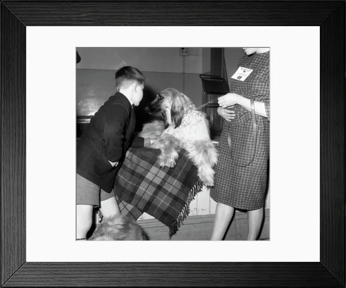 Framed Print : Child with an Afghan Hound at a dog show in Horden, County Durham, 1963. Artist Framed Print : Child with an Afghan Hound at a dog show in Horden, County Durham, 1963. Artist
