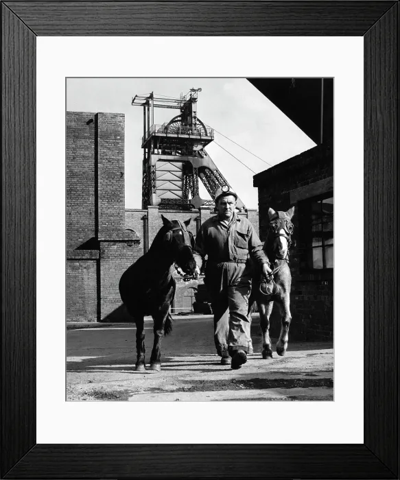 Framed Print : Pit ponies, South Yorkshire, 1967. Artist: Michael Walters Framed Print : Pit ponies, South Yorkshire, 1967. Artist: Michael Walters