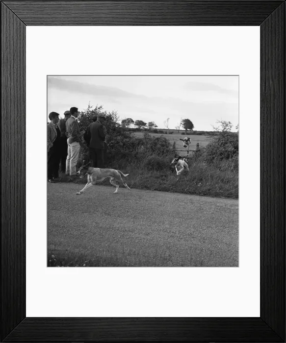 Framed Print : Hound Trailing, one of Cumbrias oldest and most popular sports, Keswick, 2nd July 1962 Framed Print : Hound Trailing, one of Cumbrias oldest and most popular sports, Keswick, 2nd July 1962