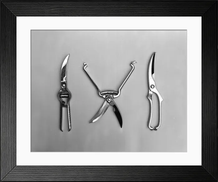 Framed Print : The new range of secateurs and pruners from Champion scissors of Mexborough, South Yorkshire Framed Print : The new range of secateurs and pruners from Champion scissors of Mexborough, South Yorkshire
