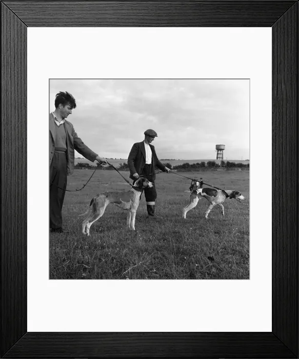 Framed Print : Hound Trailing, one of Cumbrias oldest and most popular sports, Keswick, 2nd July 1962 Framed Print : Hound Trailing, one of Cumbrias oldest and most popular sports, Keswick, 2nd July 1962