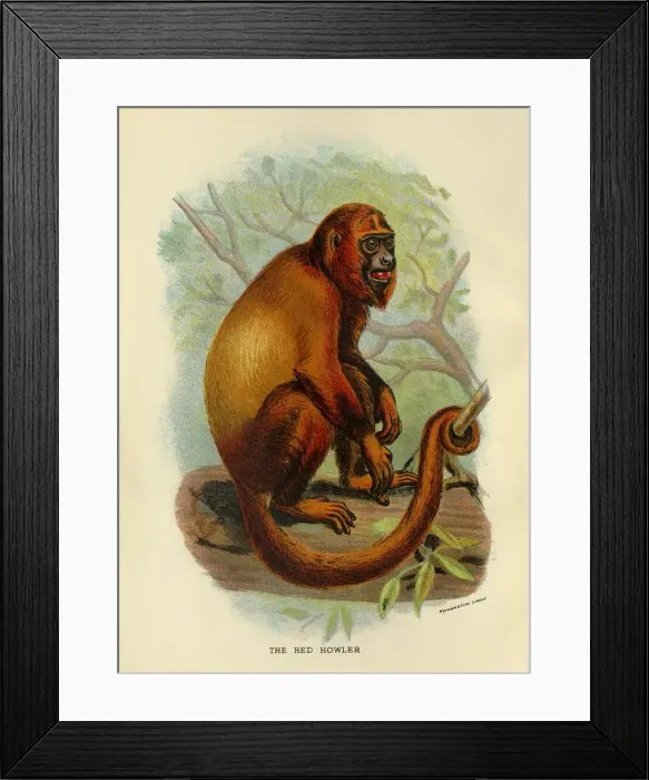 Framed Print : The Red Howler, 1896. Artist: Henry Ogg Forbes Framed Print : The Red Howler, 1896. Artist: Henry Ogg Forbes