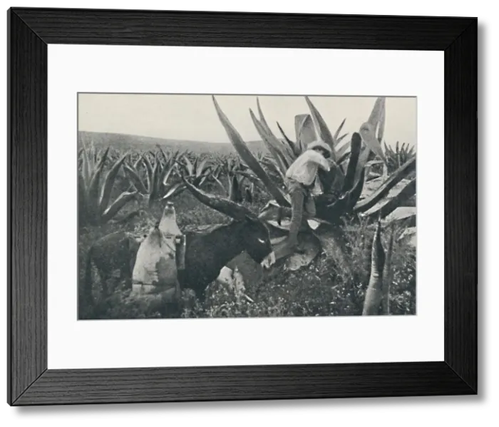 Framed Print : Collecting Honey-Water from a Maguey, 1916 Framed Print : Collecting Honey-Water from a Maguey, 1916