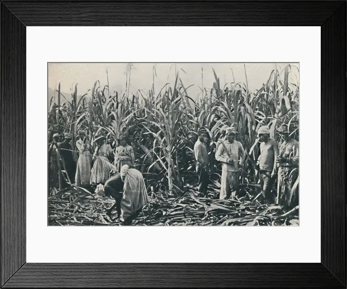 Framed Print : A Sugar Cane Plantation, 1916. Artist: Valentine & Sons Framed Print : A Sugar Cane Plantation, 1916. Artist: Valentine & Sons