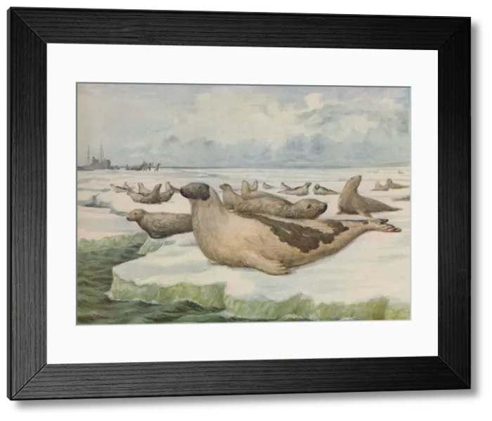 Framed Print : Seal-Hunting, Newfoundland, 1916. Artist: Lowther, C. G Framed Print : Seal-Hunting, Newfoundland, 1916. Artist: Lowther, C. G