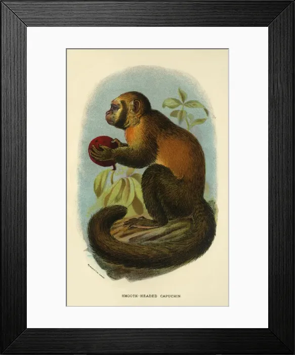 Framed Print : Smooth-Headed Capuchin, 1896. Artist: Henry Ogg Forbes Framed Print : Smooth-Headed Capuchin, 1896. Artist: Henry Ogg Forbes